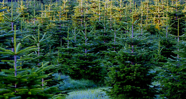 Arbre de Noël