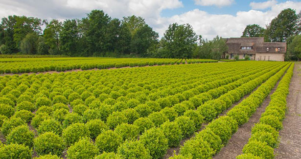 Produits de pépinières